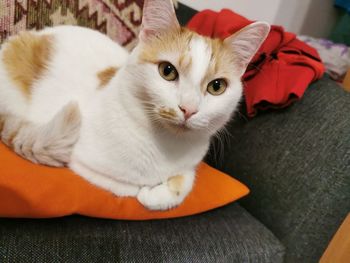 Close-up portrait of cat relaxing on sofa