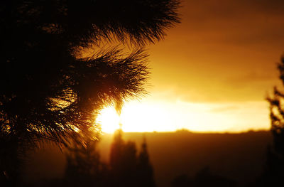 Close-up of tree against sunset