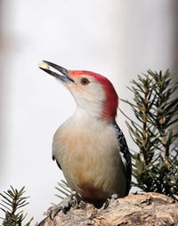 Close-up of bird perching on a tree