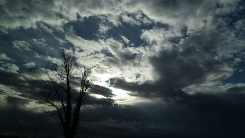 Low angle view of silhouette tree against sky