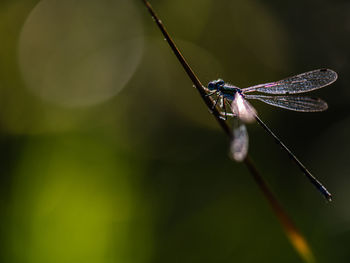 Close-up of butterfly