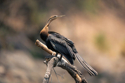 Low angle view of bird perching on branch