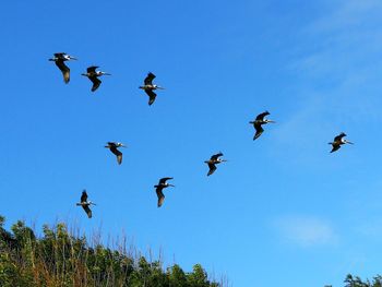 Low angle view of birds flying in the sky