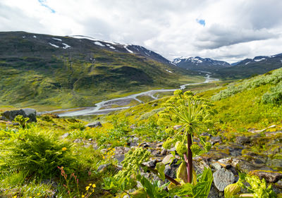 Beautiful summer scenery with native vegetation in sarek national park, sweden.