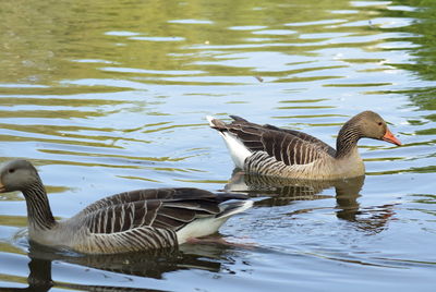 Ducks swimming in lake