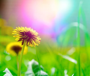 Close-up of yellow flowering plant on field