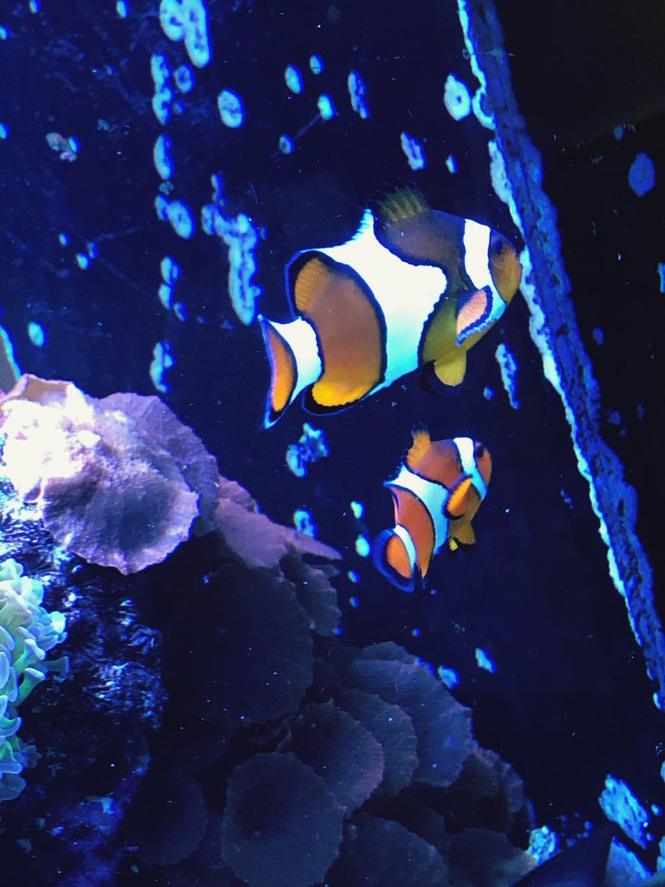 underwater, sea life, animal themes, water, swimming, fish, animals in the wild, undersea, no people, close-up, aquarium, nature, clown fish, beauty in nature, indoors, day