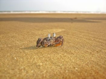 Close-up of crab on beach