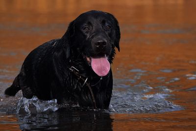 Portrait of black labrador walking in lake