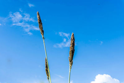 Low angle view of stalks against blue sky