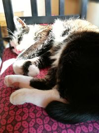 Close-up of cat sleeping on bed at home