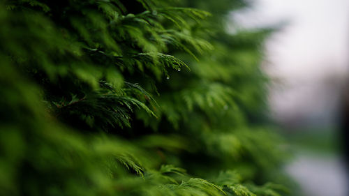 Full frame shot of fresh green plants