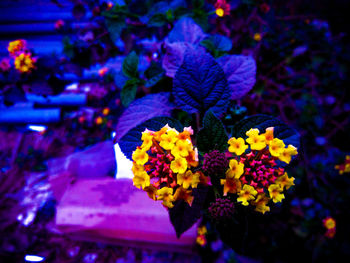 Close-up of fresh white flowers blooming at night