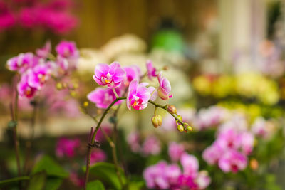 Close-up of pink flowering plant