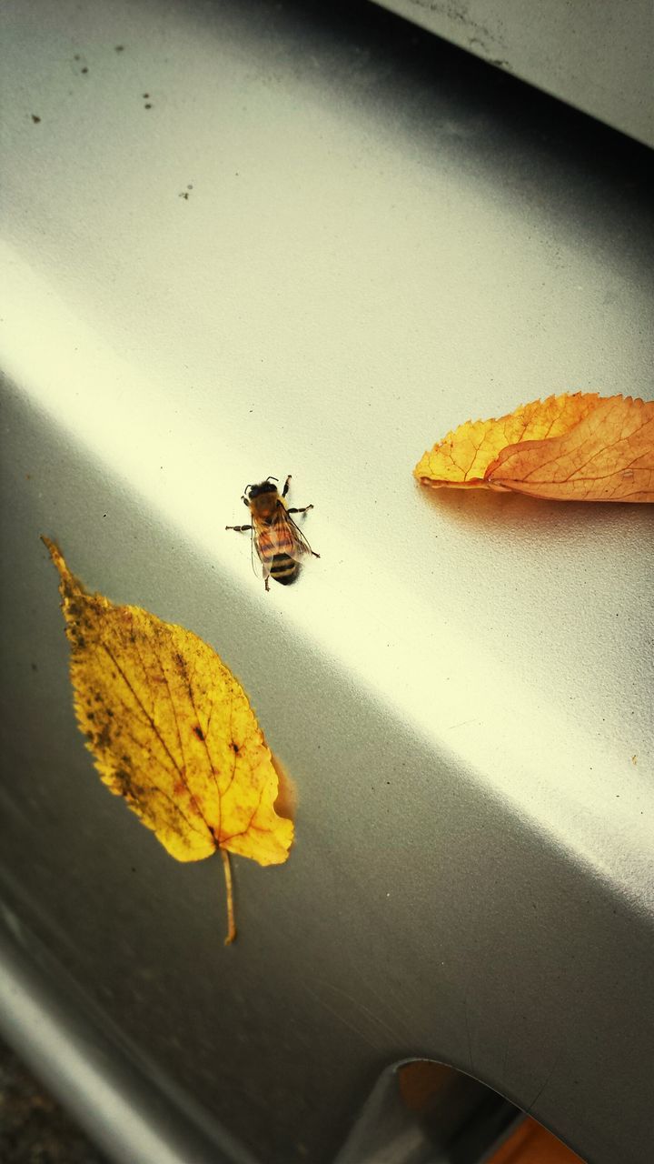 insect, animal themes, animals in the wild, one animal, leaf, food and drink, no people, yellow, day, animal wildlife, autumn, close-up, food, outdoors, nature, freshness