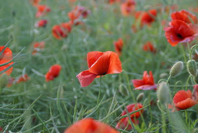 Close-up of poppy flowers blooming in field