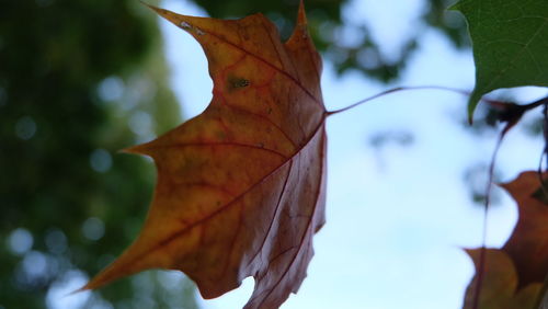 Close-up of dry leaf against blurred background