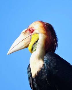 Close-up of a bird against blue sky