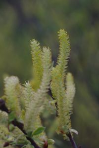 Close-up of plant