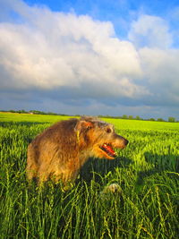 View of sheep on field