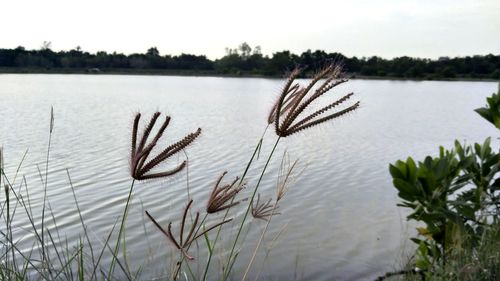 Close-up of stalks in lake against sky