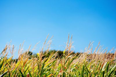 Close-up of plants growing on field against clear blue sky