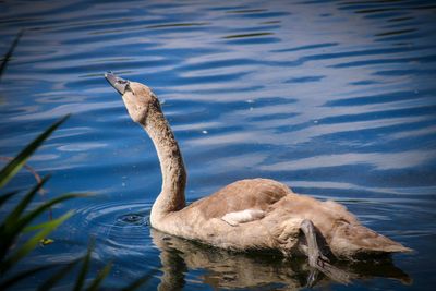 High angle view of swan swimming in lake