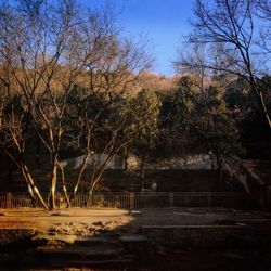 Bare trees on landscape against clear sky