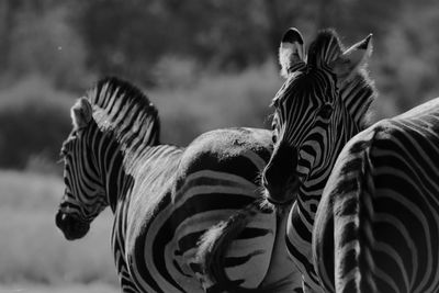 Close-up of zebra