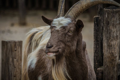 Close-up of a horse