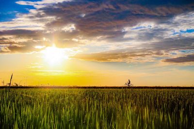 Scenic view of wheat field against sky at sunset