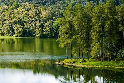 Reflection of trees in lake