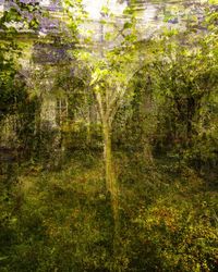 Digital composite image of trees and plants in forest