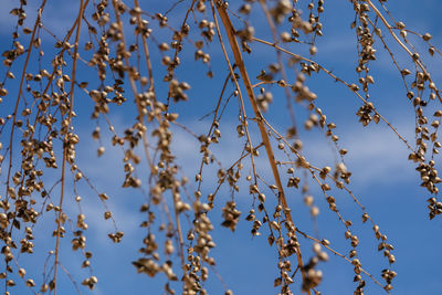 Low angle view of flowering plants against blue sky