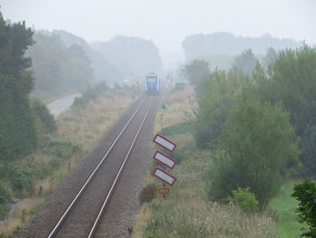 Railroad tracks amidst trees