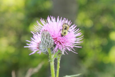 Close-up of bee on thistle flower