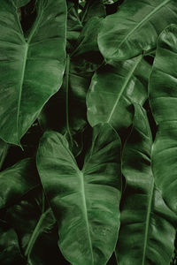 Full frame shot of green leaves