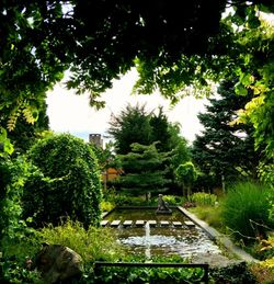 View of lush foliage
