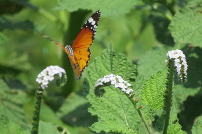 Close-up of butterfly pollinating on flower