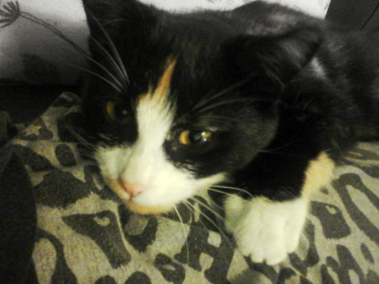 CLOSE-UP PORTRAIT OF CAT LYING ON BED