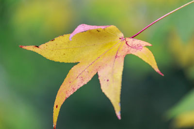 Close-up of yellow maple leaves on plant