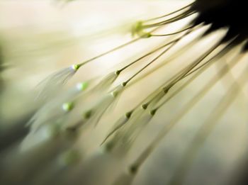 Detail shot of white flower