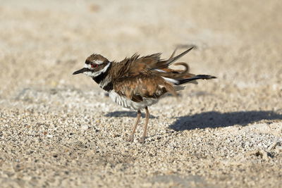 Close-up of a bird on sand