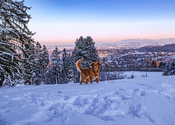 Dog running on snow covered landscape