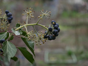 Close-up of berries growing on tree