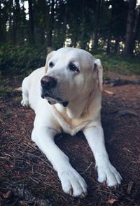 dog