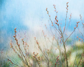 Close-up of plants against sea