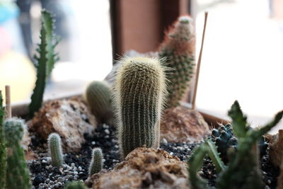 Close-up of cactus plant in pot