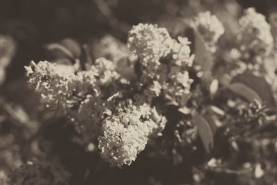 Close-up of flowers blooming outdoors