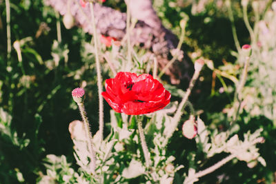Close-up of red rose